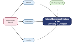 A pilot study to use foot trimmer's records for lameness genetic evaluations